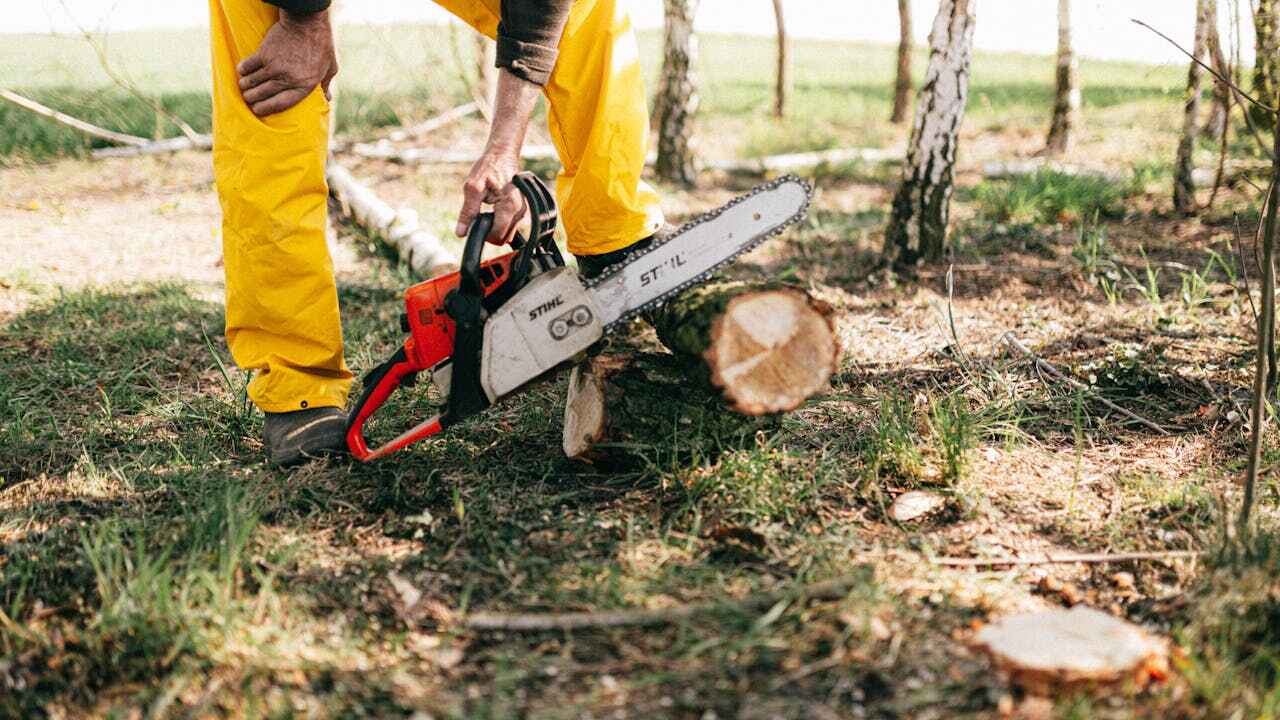 Best Tree Cutting Near Me  in USA